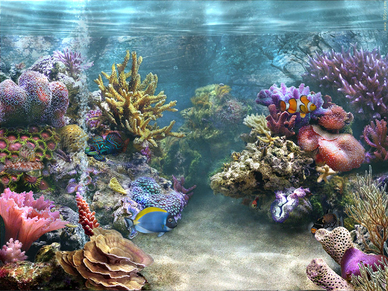 animated aquarium wallpaper. wonderful reef aquarium to